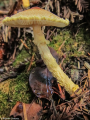 Lepiota magnispora
