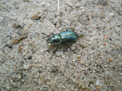 Platycerus caraboides