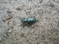 Platycerus caraboides