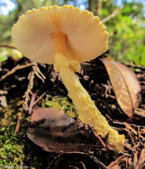 Lepiota magnispora