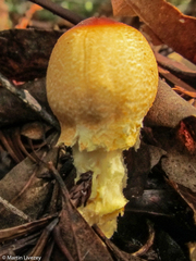 Lepiota magnispora