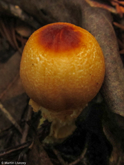 Lepiota magnispora