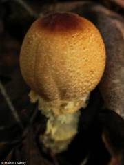 Lepiota magnispora