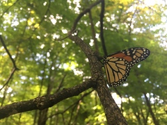 Danaus plexippus