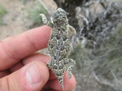 Phrynosoma douglasii