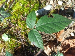 Rubus castellarnaui