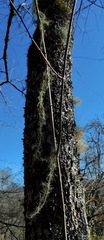 Usnea angulata