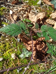 Rubus castellarnaui