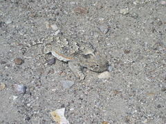 Phrynosoma platyrhinos