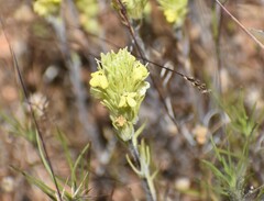 Castilleja lacera
