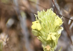 Castilleja lacera