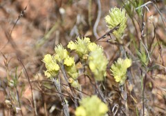 Castilleja lacera