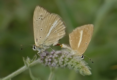 Polyommatus ripartii