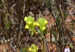 Castilleja lacera