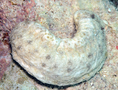 Holothuria rigida