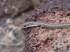 Masticophis taeniatus