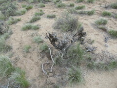 Phrynosoma douglasii