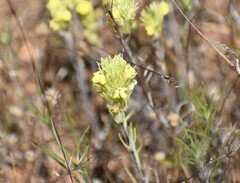 Castilleja lacera