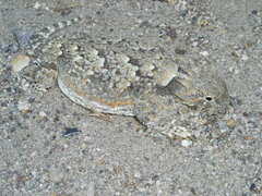 Phrynosoma platyrhinos