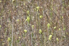 Castilleja lacera