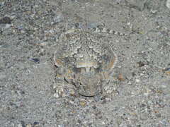 Phrynosoma platyrhinos