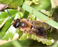 Andrena
