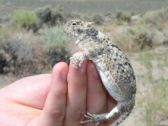 Phrynosoma platyrhinos