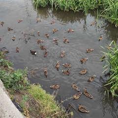 Anas platyrhynchos platyrhynchos