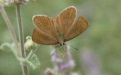 Polyommatus ripartii