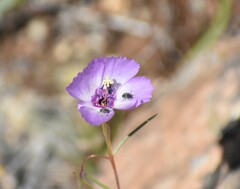 Clarkia arcuata