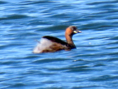 Tachybaptus ruficollis capensis