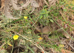 Hibbertia crinita