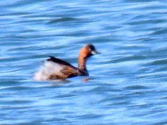 Tachybaptus ruficollis capensis