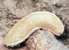 Holothuria rigida