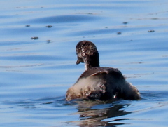 Tachybaptus ruficollis capensis
