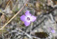 Clarkia arcuata