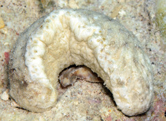 Holothuria rigida