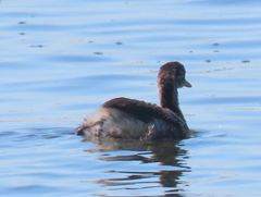 Tachybaptus ruficollis capensis