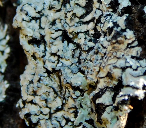 Spicy Mustard-rosette