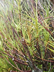 Dracophyllum longifolium