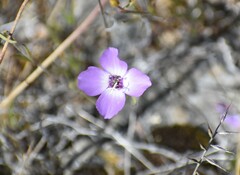 Clarkia arcuata