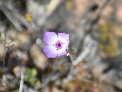 Clarkia arcuata