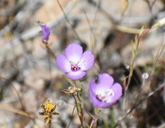 Clarkia arcuata