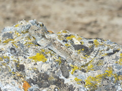 Phrynosoma platyrhinos