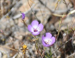 Clarkia arcuata