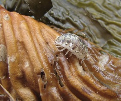 Alloniscus perconvexus