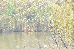 Pitangus sulphuratus