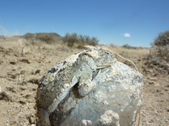 Phrynosoma platyrhinos