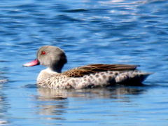 Anas capensis
