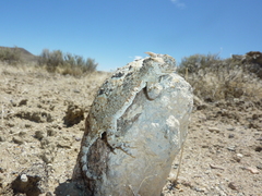 Phrynosoma platyrhinos